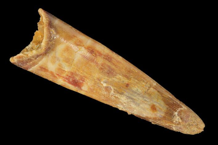 Fossil Pterosaur (Siroccopteryx) Tooth - Morocco #145200